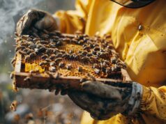 Burkina Faso : La technologie au service de l’apiculture