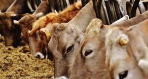 Neotex.ai : quand l'IA facilite l’accès au crédit avec le bétail pour garantie