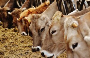 Neotex.ai : quand l’IA facilite l’accès au crédit avec le bétail pour garantie Neotex.ai : quand l'IA facilite l’accès au crédit avec le bétail pour garantie